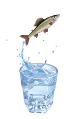 ombre commun  , poisson, sauter, évasion, eau, en verre, boire, clapoter, froid, liquide, glace, isolé, blanc, boisson, bouillonner, abattre, bleu, frais, éclaboussure, clair, verser, transparent, , s