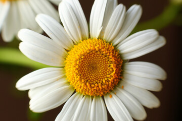 Naklejka premium Closeup of a field camomile flower