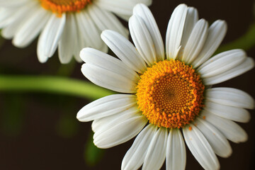 Fototapeta premium Closeup of a field camomile flower