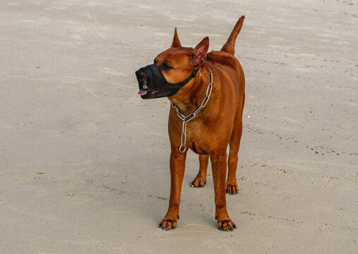 a fie rce dog wearing protective clothing stands on the beach
