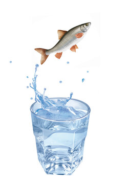 vandoise , poisson, sauter, &eacute;vasion, eau, en verre, boire, clapoter, froid, liquide, glace, isol&eacute;, blanc, boisson, bouillonner, abattre, bleu, frais, &eacute;claboussure, clair, verser, transparent, , sain, 