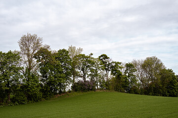 Edge zone with trees between two fields at Toten, Norway, in early summer.