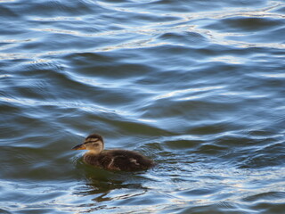 beautiful duckling learning to swim in the river float water