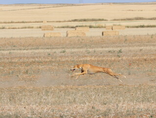 greyhound race fast dog domestic animal field hare hunting