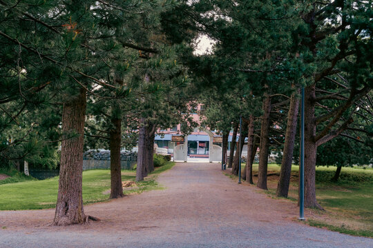An alley of Pinus cembra trees leading into a park of Gjøvik, Oppland, Norway.