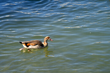 Egyptian goose (Alopochen aegyptiaca) swimming on Rhine River at City of Basel on a sunny spring day. Photo taken May 11th, 2022, Basel, Switzerland.