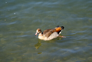 Egyptian goose (Alopochen aegyptiaca) swimming on Rhine River at City of Basel on a sunny spring day. Photo taken May 11th, 2022, Basel, Switzerland.
