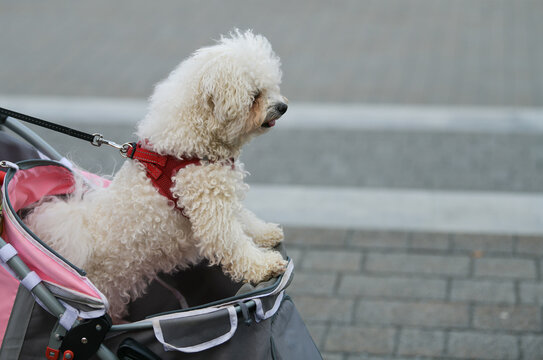 Bichon Frise dog breed during a walk in the park. The dog is standing into stroller. Pet animals photography.