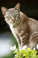 Lovely gray cat sitting at outdoor