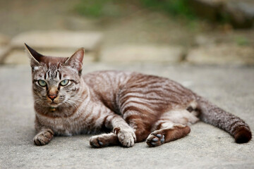 Lovely gray cat sitting at outdoor