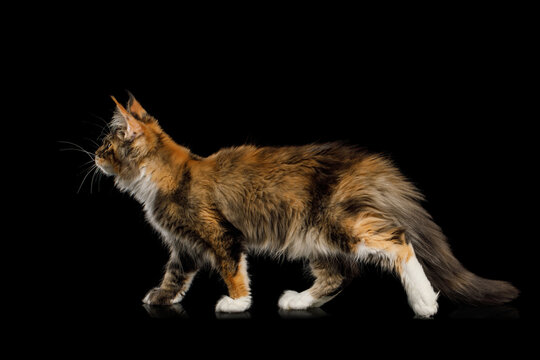 Playful red maine coon cat with polydactyl paws standing on Isolated black background