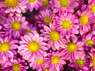 Pink chrysanthemum flowerschrysanthemum wallpaper