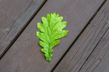 Green leaf on wooden background. Close up.