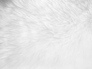 White clean wool texture background. light natural sheep wool. white seamless cotton. texture of fluffy fur for designers. close-up fragment white wool carpet...