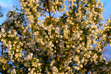 Blooming branches of an apple tree. Concept love nature, spring
