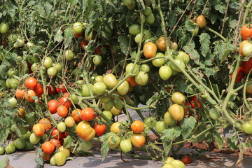 Tomato plant which has green tomato and red tomato. Tomato plant with crop on horticultural farms