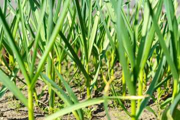 Green garlic in the garden in the countryside in summer in dry sunny weather.