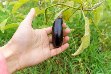 Ripe organic eggplant in the garden. Vegetable harvest. Selective focus