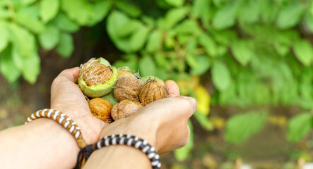 Green walnuts in the hands of a male farmer, close-up. Copy space