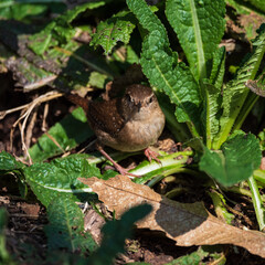 Beautiful close up image of Dunnock bird Prunella Modularis in undergrowth in woodland landscape setting