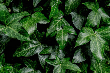 Green ivy leaves background - obrazy, fototapety, plakaty