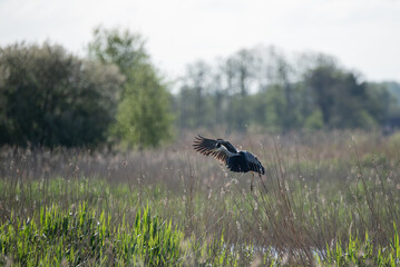 Beautiful image of Grey Heron Ardea Cinerea in flight over Somerset Levels wetlands landscape in Spring