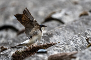 A bird collecting nest material. Common House Martin, Delichon urbicum.