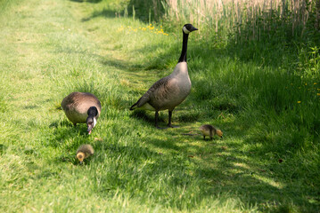Canada Goose Branta Canadensis family walking along brighit sunny riverbank in Spring