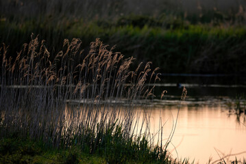 Stunning Summer vibes landscape of sunset over reed beds in Somerset Levels wetlands with pollen...