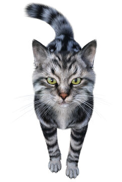Silver tabby siberian cat standing and looking up at us. 3d render isolated on white