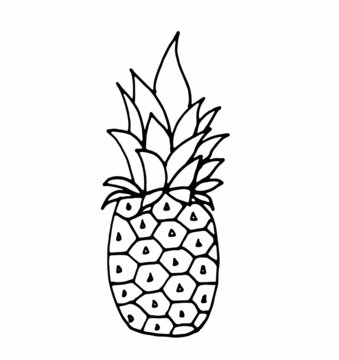 Doodle illustration tropical pineapple hand drawn vector summer decoration