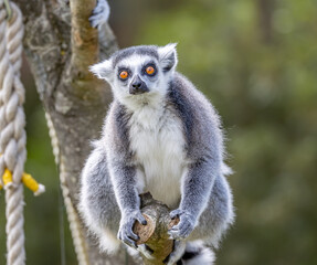 Naklejka na ściany i meble ring tailed lemur on tree