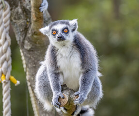 ring tailed lemur on tree