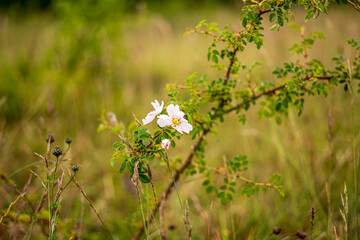 flowers in the meadow