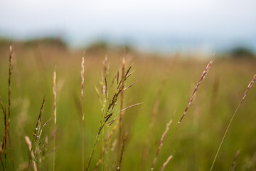 grass in the morning