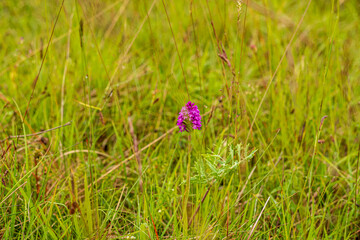 Anacamptis pyramidalis