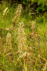 Himantoglossum hircinum, lizard orchid, 
