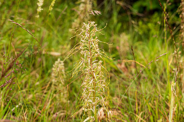 Himantoglossum hircinum, lizard orchid, 