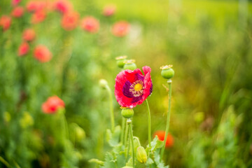 red poppy flowers