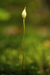 polytrichastrum formosum, moss in the forest, flower protruding from the stem