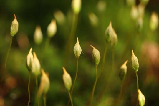 polytrichastrum formosum, moss in the forest, flower protruding from the stem