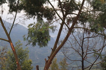 Kodaikanal Landscape