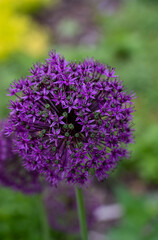 closeup of a Giant Allium (Allium giganteum) in purple summer bloom