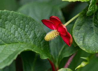 Closeup of flowering Schisandra rubriflora (Chinese magnolia vine)