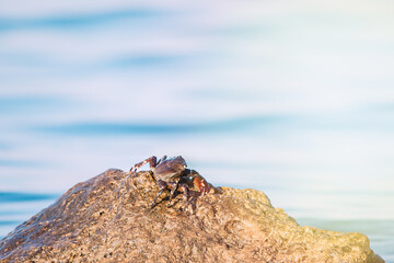 A sea crab is sitting on a gray stone. Animals in nature