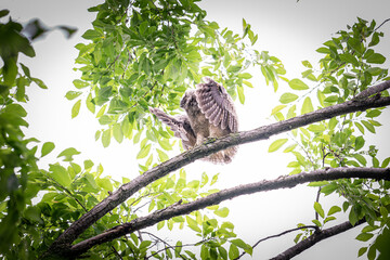 北海道の初夏、トラフズクのヒナ。