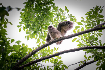 北海道の初夏、トラフズクのヒナ。