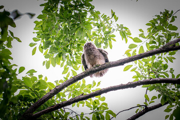 北海道の初夏、トラフズクのヒナ。