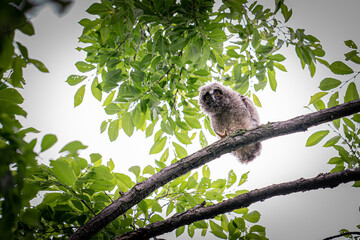 北海道の初夏、トラフズクのヒナ。