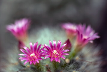 Obraz premium Beautiful blooming wild desert cactus flower